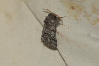 Thaumetopoea pityocampa