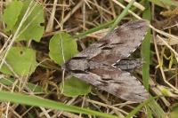 Hyloicus maurorum