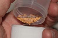 Epione repandaria