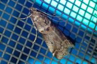 Acrobasis consociella