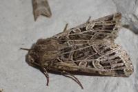 Sideridis reticulata