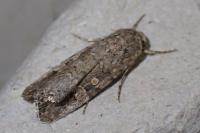 Spodoptera exigua