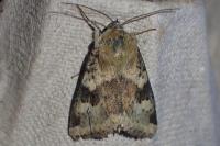 Heliothis viriplaca