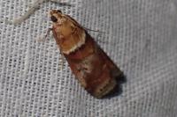 Acrobasis repandana