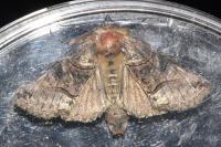 Abrostola tripartita