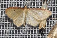 Idaea humiliata