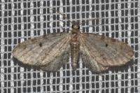 Eupithecia