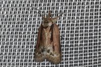 Nycteola revayana