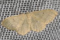 Idaea straminata