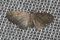 Eupithecia tenuiata
