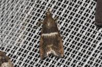 Elegia similella/atrifasciella