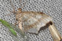 Macaria alternata