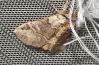 Drymonia obliterata