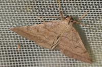 Zanclognatha lunalis