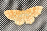 Hydrelia flammeolaria
