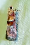 Acrobasis repandana