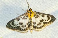 Anania hortulata
