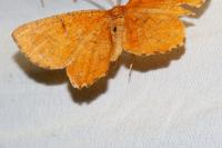 Angerona prunaria