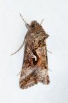 Autographa gamma