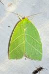 Bena bicolorana