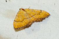 Camptogramma bilineata