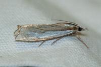 Crambus pascuella