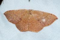 Cyclophora puppillaria