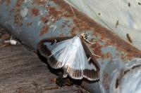 Cydalima perspectalis