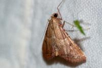 Endotricha flammealis