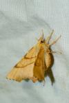 Ennomos erosaria