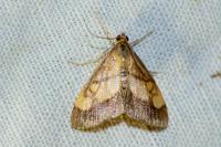 Evergestis limbata