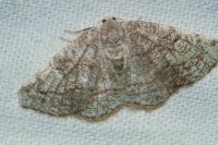 Stegania trimaculata