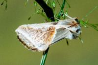 Habrosyne pyritoides