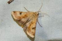 Heliothis peltigera