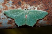 Hemithea aestivaria