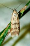 Homoeosoma sinuella