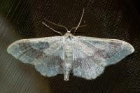 Idaea aversata