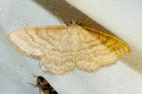Idaea ochrata