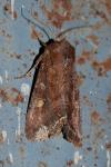 Lacanobia oleracea