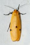 Lithosia quadra