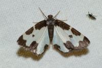 Lomaspilis marginata