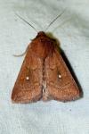 Mythimna albipuncta