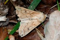 Mythimna vitellina
