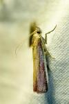 Oncocera semirubella