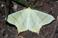 Ourapteryx sambucaria