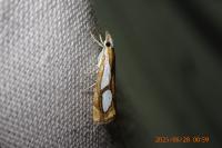 Catoptria pinella