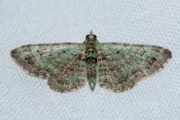 Pasiphila rectangulata