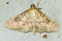 Patania ruralis