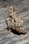 Peribatodes rhomboidaria rhomboidaria