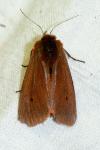 Phragmatobia fuliginosa